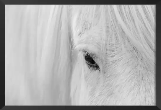 Cheval blanc d' islande - affiche animaux