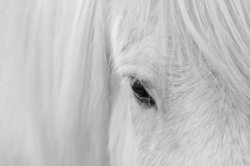 Cheval blanc d' islande - affiche animaux