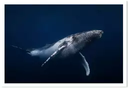 Bleu baleine dans le pacifique - poster fond marin