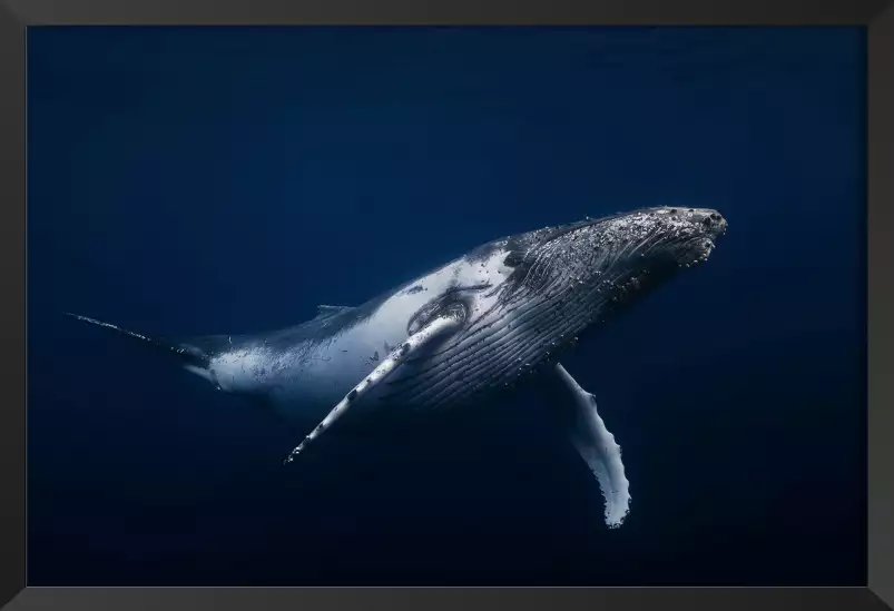 Bleu baleine dans le pacifique - poster fond marin