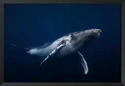 Bleu baleine dans le pacifique - poster fond marin