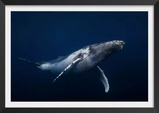 Bleu baleine dans le pacifique - poster fond marin