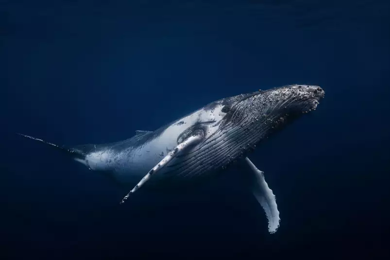 Bleu baleine dans le pacifique - poster fond marin