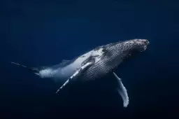 Bleu baleine dans le pacifique - poster fond marin