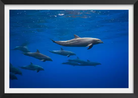Dauphins course en famille - poster fond marin