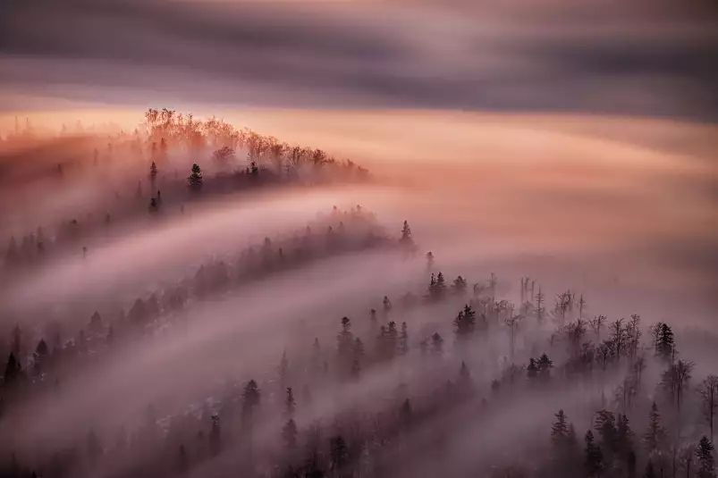 Ciel violet au matin - tableaux foret