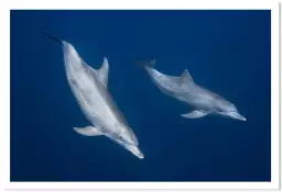 Bleu dauphins et profondeur - poster fond marin
