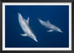 Bleu dauphins et profondeur - poster fond marin