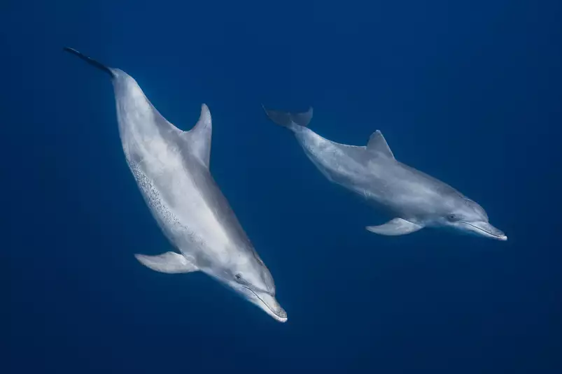 Bleu dauphins et profondeur - poster fond marin