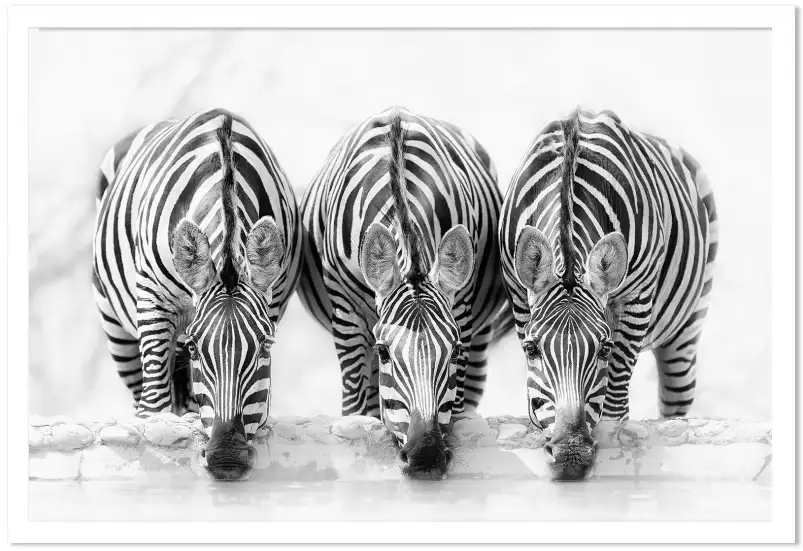 Curious zebra - affiche animaux