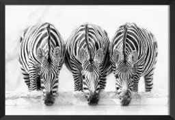 Curious zebra - affiche animaux