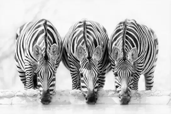 Curious zebra - affiche animaux