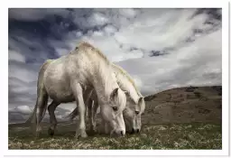Chevaux blancs - affiche chevaux