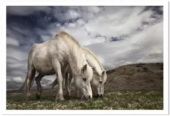 Chevaux blancs - affiche chevaux