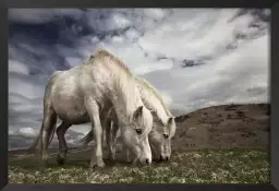 Chevaux blancs - affiche chevaux