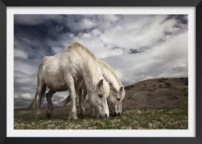 Chevaux blancs - affiche chevaux