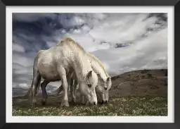 Chevaux blancs - affiche chevaux