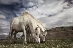 Chevaux blancs - affiche chevaux