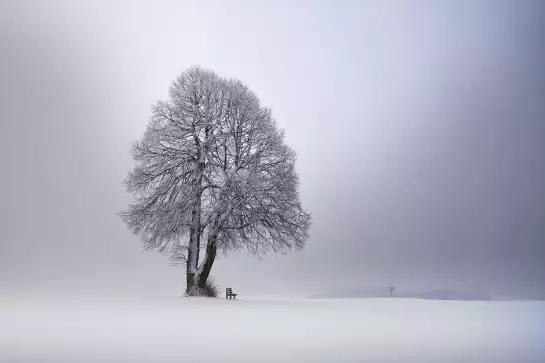 Lumière d' hiver - tableau arbre