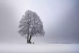 Lumière d' hiver - tableau arbre