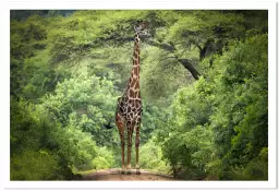 Girafe inattendue - affiche animaux