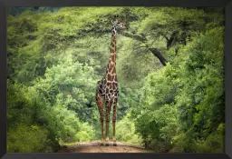 Girafe inattendue - affiche animaux