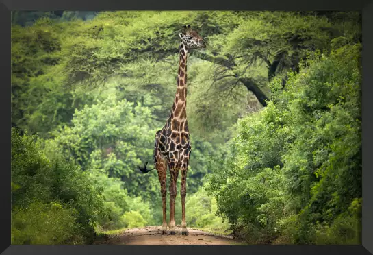 Girafe inattendue - affiche animaux