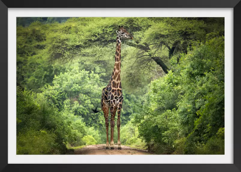 Girafe inattendue - affiche animaux