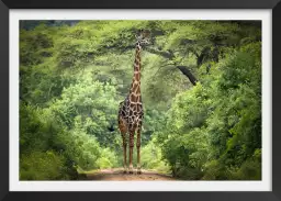 Girafe inattendue - affiche animaux