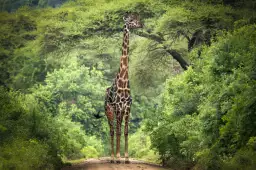 Girafe inattendue - affiche animaux