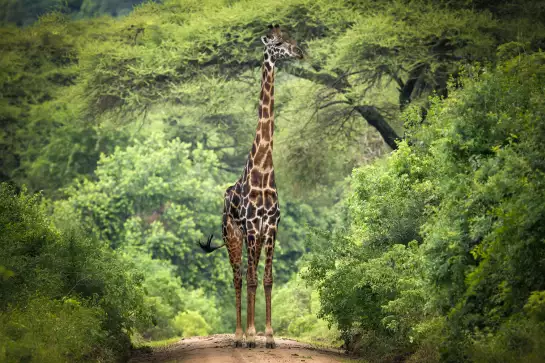 Girafe inattendue - affiche animaux