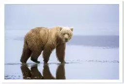 La marche de l'ours - affiche animaux