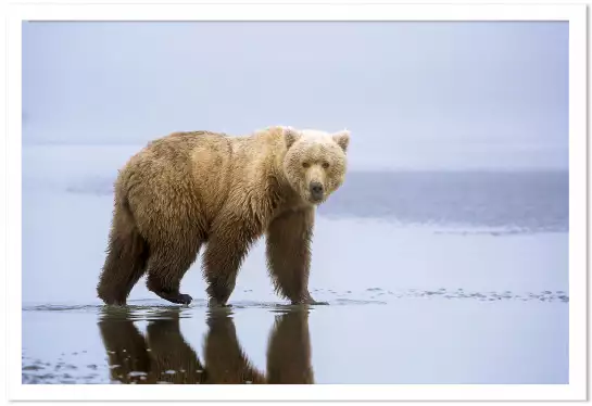 La marche de l'ours - affiche animaux