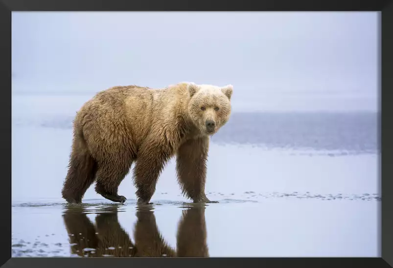 La marche de l'ours - affiche animaux