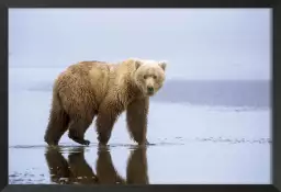 La marche de l'ours - affiche animaux