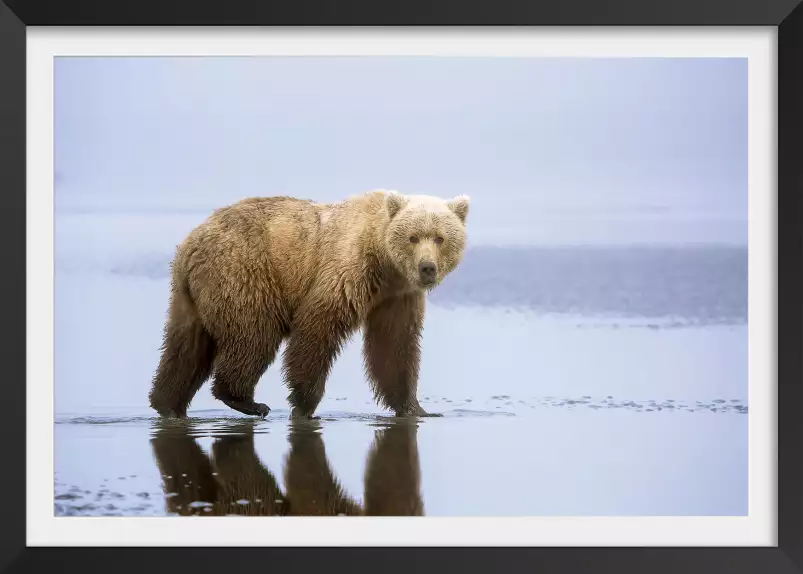 La marche de l'ours - affiche animaux