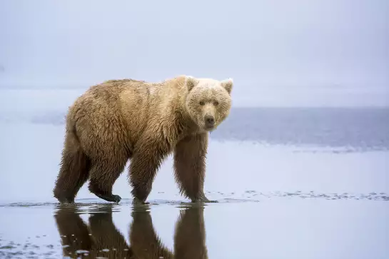 La marche de l'ours - affiche animaux