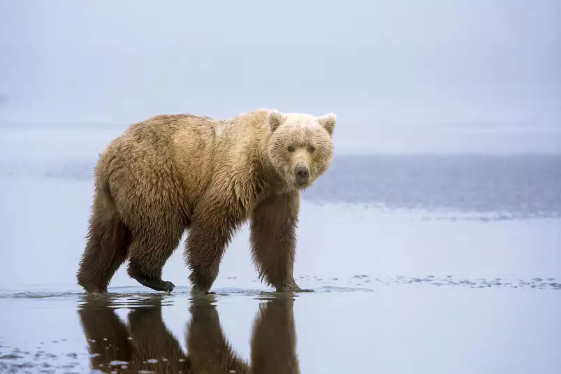 La marche de l'ours - affiche animaux