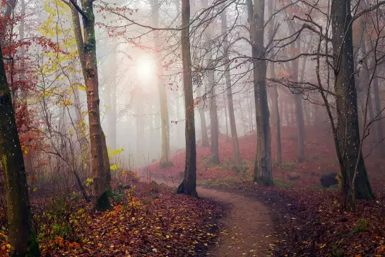 Feuilles rouge - tableau foret