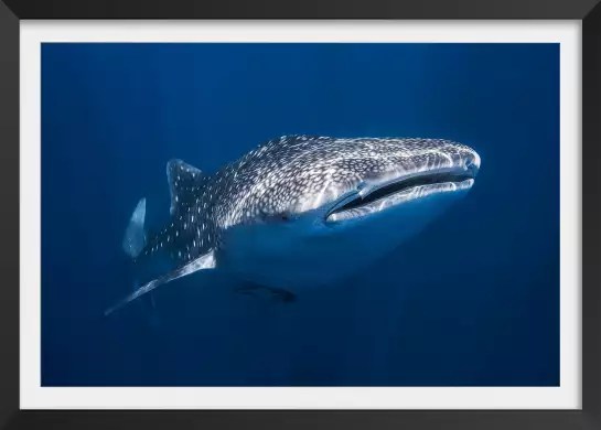 Requin baleine - tableau animaux marins
