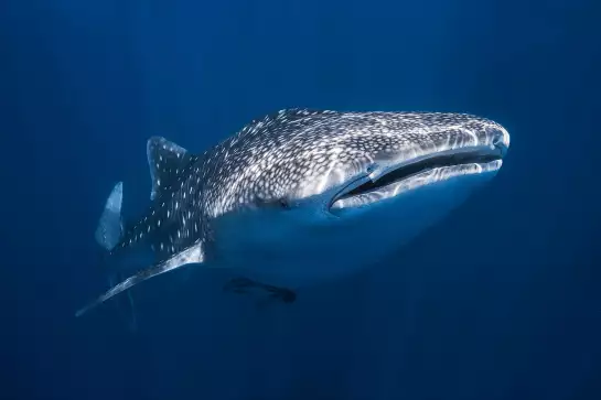 Requin baleine - tableau animaux marins
