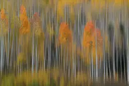 Impression d'automne - tableau foret