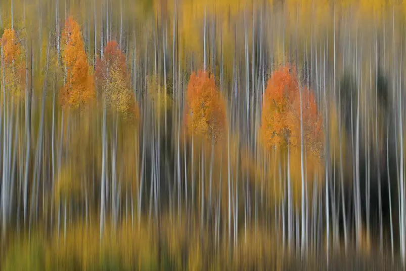 Impression d'automne - tableau foret