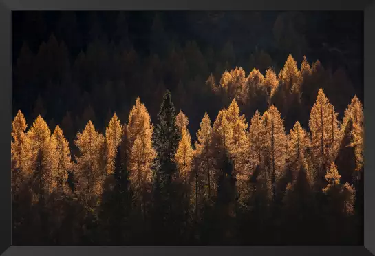 Mélèzes en automne - tableau foret