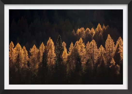 Mélèzes en automne - tableau foret