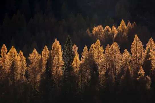 Mélèzes en automne - tableau foret