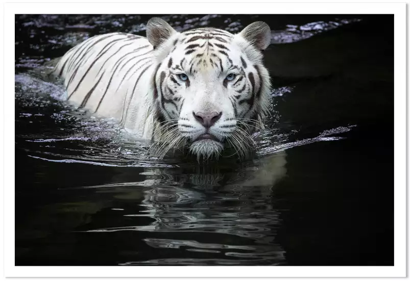 Tigre blanc - photo animaux