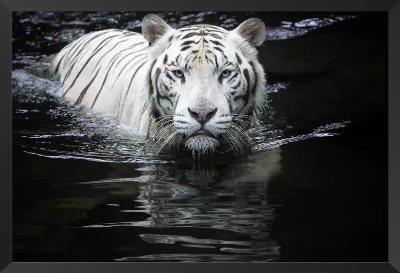 Tigre blanc - photo animaux