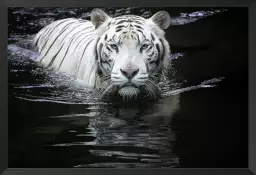 Tigre blanc - photo animaux