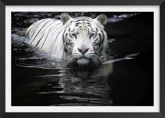 Tigre blanc - photo animaux